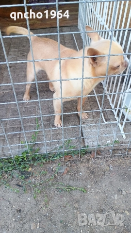 чихуахуа , снимка 2 - Чихуахуа - 52797684