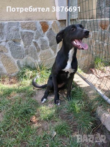 Лабрадор риджбек , снимка 7 - Други - 42689844