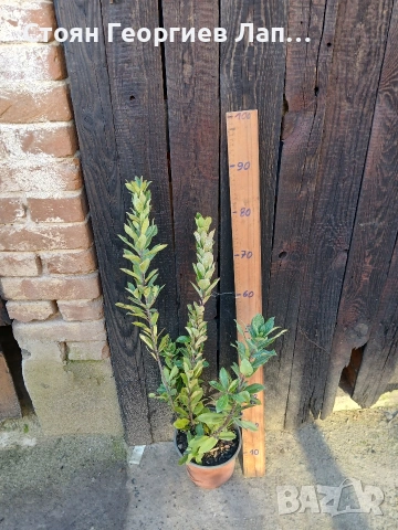 дръвчета ягодово дърво, арбутус 