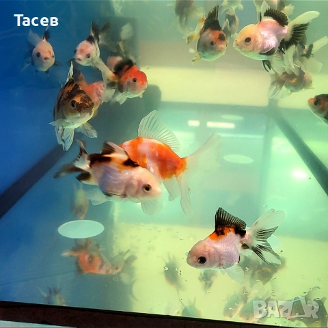 Оранди 6-7см