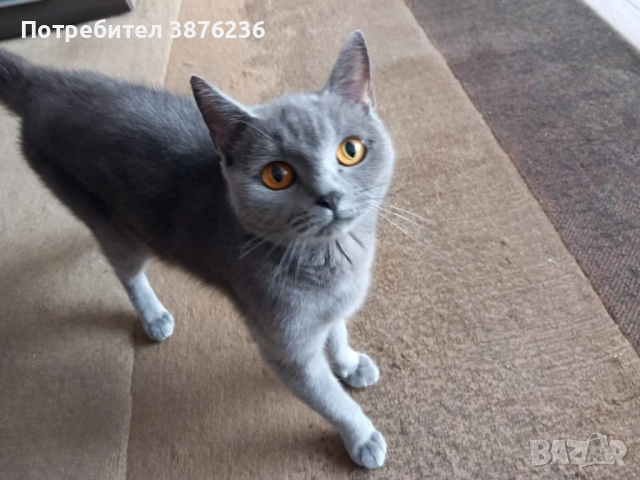 Здравей те продава се британка късокосместа