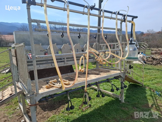 Рампа за доене за 6 овце / кози /, снимка 9 - Овце - 53754896