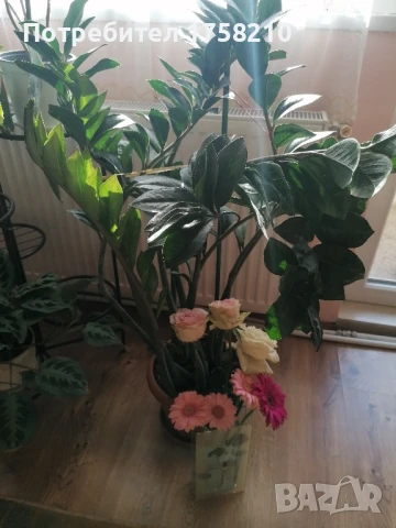 Цвете Замиокулкас, снимка 3 - Стайни растения - 50762595