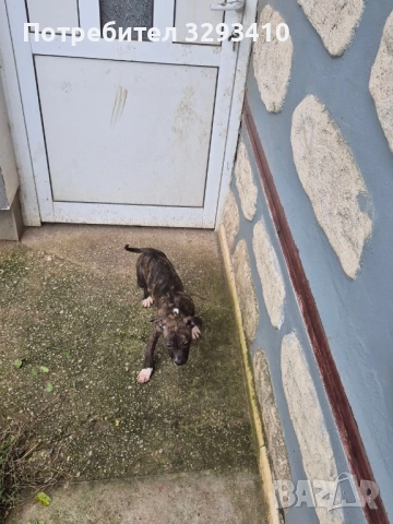 Бебета питбул-териер, снимка 6 - Питбул - 51898864