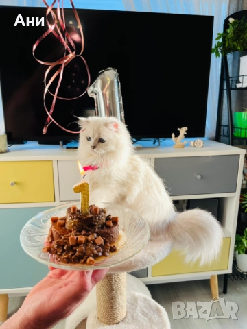 Котенца Гледани със Истинска Обич, снимка 10 - Други - 52655414