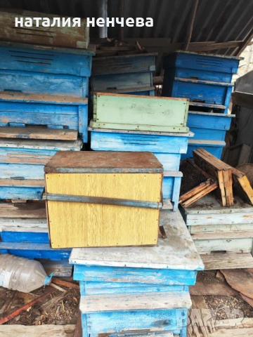 Продавам пчелно семейсво и инвентар , снимка 3 - За пчели - 53484644