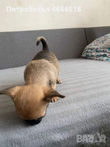 Очарователни кученца чихуахуа, снимка 2 - Чихуахуа - 52638484