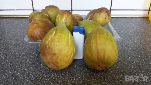 Разсад на смокини в кофичка., снимка 3 - Разсади - 51735187