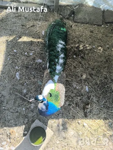 ПАУНИ АРЛЕКИН , снимка 8 - други­ - 49967747