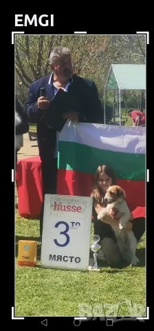 Джак Ръсел териер. Родословни родители. Отлични оценки от изложби. 