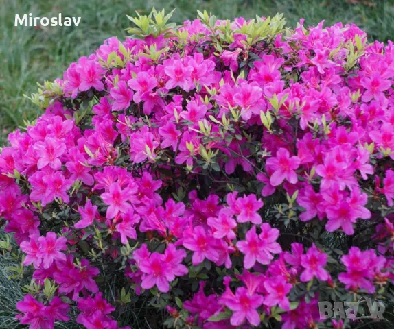 Азалия(Градинска), снимка 2 - Градински цветя и растения - 49324026