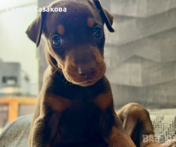 малки принцеси търсят своя нов дом , снимка 2 - Търси партньор - 56058595