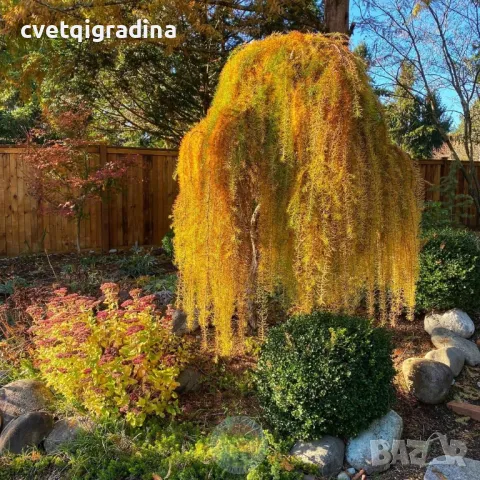 Larix decidua pendula(Ларикс пендула), снимка 3 - Градински цветя и растения - 49631330