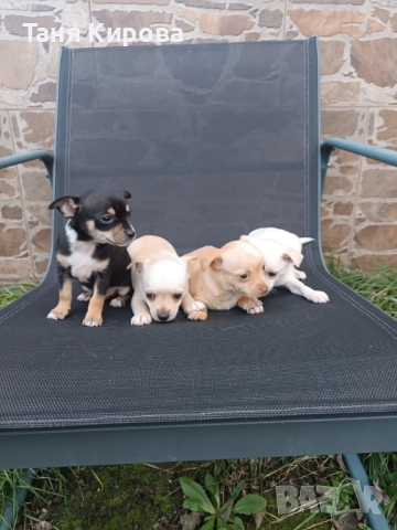 Малки пинчерчета, снимка 11 - Пинчер - 52975157