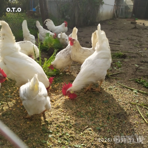 Петли бял легхорн!!, снимка 4 - Кокошки и пуйки - 52443109