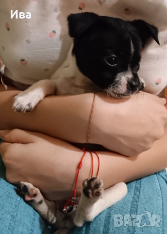 Свободни ваксинирани чистокръвни мини пинчер женски