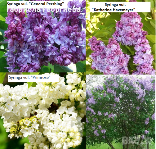 Люляк (3 различни сорта), снимка 1 - Градински цветя и растения - 44579976