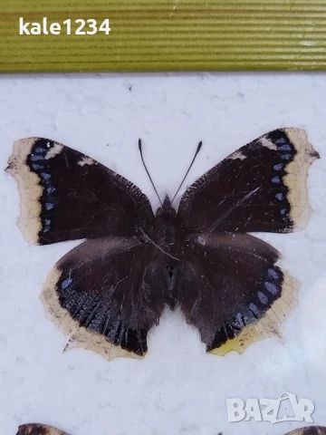 Пеперуди. Препарирани. Рамка. Естествени. Пеперуда , снимка 6 - Други - 50602532