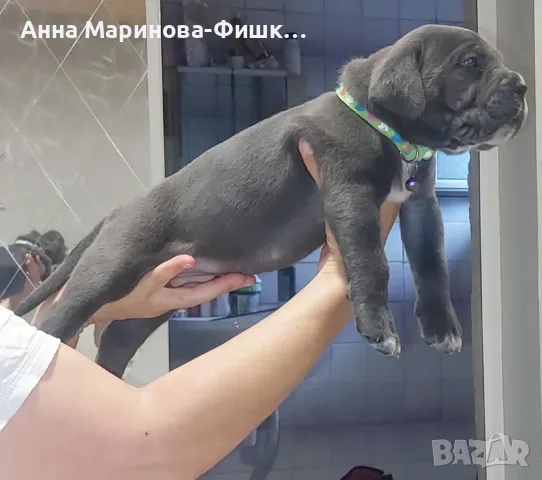 Продавам Кане корсо!!, снимка 2 - Търси партньор - 56066797