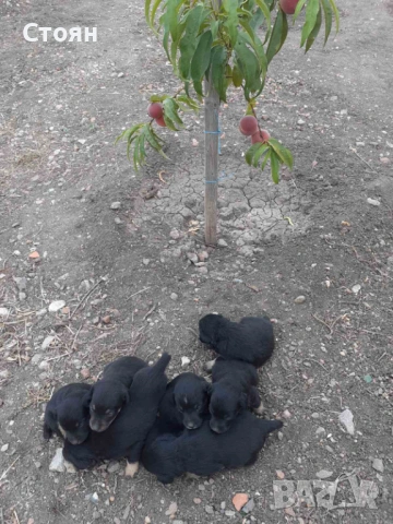 Ягдтериери, снимка 13 - Ягдтериер - 53523678