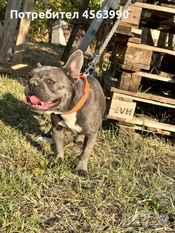 Jenski frenski buldog
