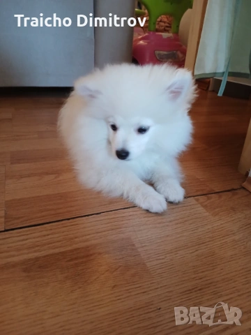 Померан Шпиц на 3 месеца, снимка 3 - Померан - 53705259