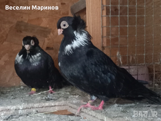 продавам    шуменски  гьлаби  нов  модел   25год,, снимка 5 - Гълъби - 52843857