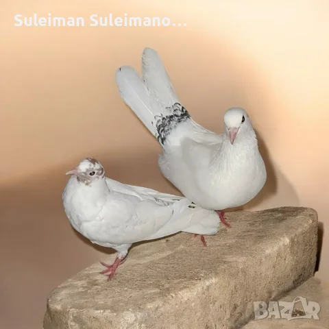 35 евро.двата..