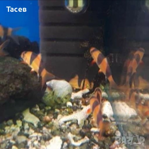 Боция макраканта 5см