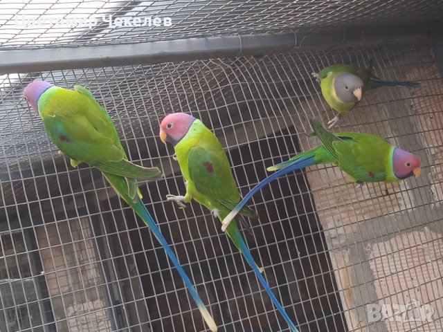 Сливоглав Александър- Мъжки, снимка 2 - Папагали - 41222274