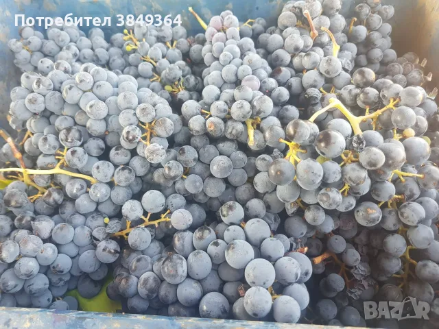 Грозде Каберне Совиньон, снимка 2 - Домашни продукти - 56065035