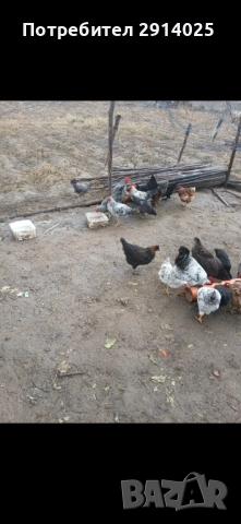 Петли, снимка 2 - Кокошки и пуйки - 52836535