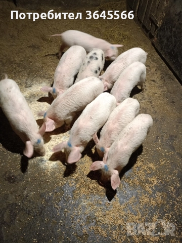малки прасета, снимка 2 - Прасета - 52900634