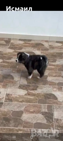 Здравейте малко мъжко кученце Акита, снимка 5 - Акита ину - 53844541