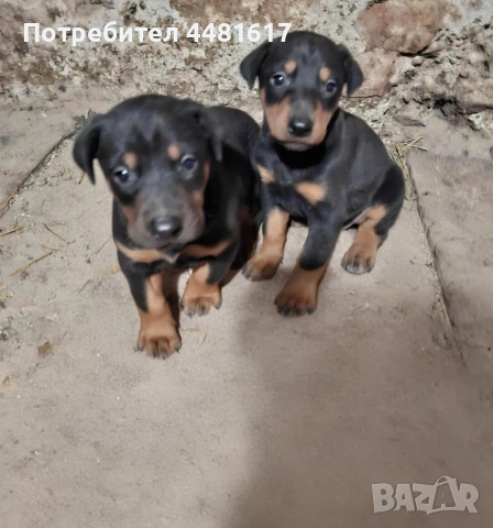 Чистокръвни добермани, снимка 2 - Доберман - 53405620