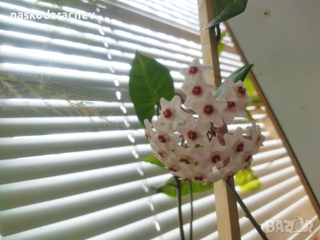 Восъчно цвете цъфтящо, восъче цъфтящо , Хоя Карноза, снимка 7 - Стайни растения - 41875563