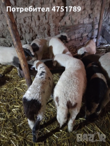 ПРОДАВАМ , снимка 3 - Овце - 53665271