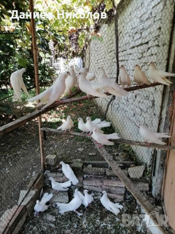 продавам гълъби старозагорски бели и пощенски гълъби , снимка 4 - Гълъби - 51894340