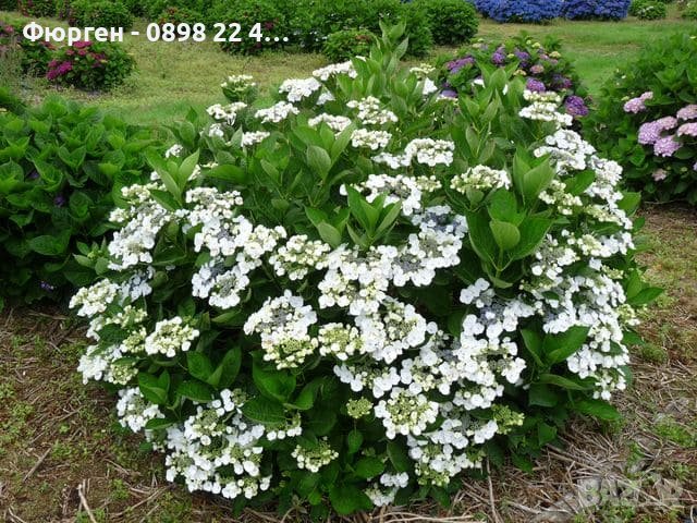 Хортензия Libelle/ Hydrangea macrophylla Libelle, снимка 6 - Разсади - 40738206