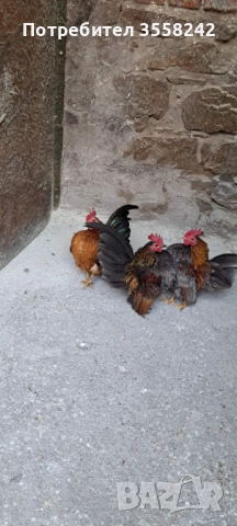 Малай серама, снимка 6 - Кокошки и пуйки - 52774584