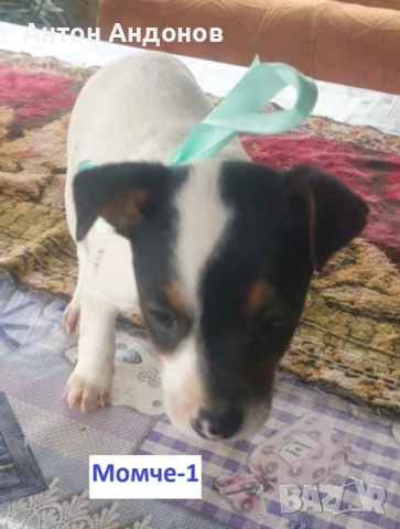 Джак Ръсел Териер, снимка 11 - Джак ръсел териер - 53382159