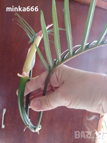 Резник филодендрон тортум