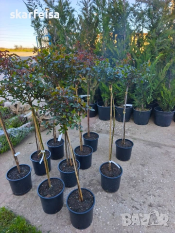 Щтамтови рози, снимка 3 - Други стоки за дома - 53868342