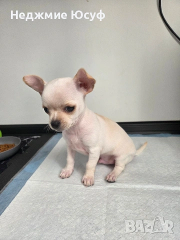 Продавам Чихухуа, снимка 2 - Чихуахуа - 53858612