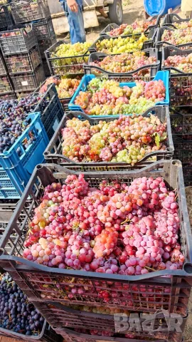 Продавам грозде от с. Глушник общ. Сливен