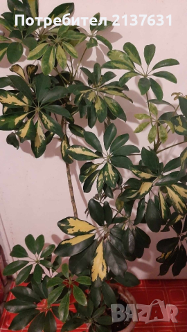 ГОЛЯМА ШЕФЛЕРА , снимка 1