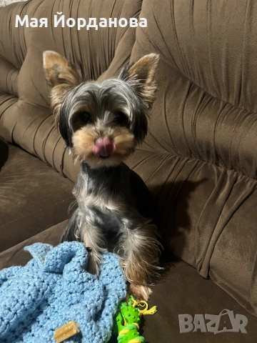 Търси си дама, снимка 2 - Йоркширски териер - 53482967