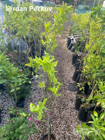 Цитруси Портокал , Мандарина , Лимон, снимка 6 - Стайни растения - 46164092