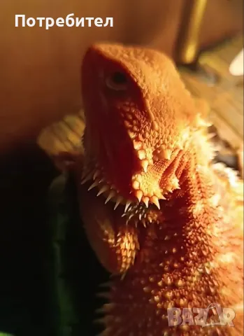 брадата  агама, снимка 1