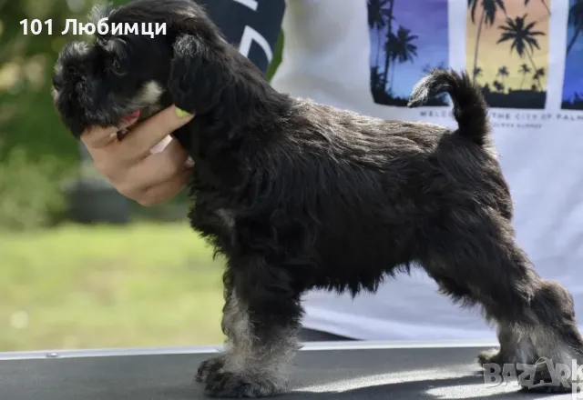Цверг Шнауцери черно сребро, снимка 3 - Други - 47450767